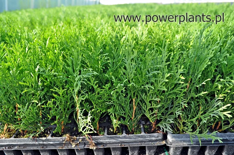 Descripción de la diapositiva 2